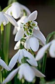 GALANTHUS PUCK