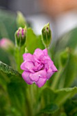 PRIMULA VULGARUS QUAKERS BONNET