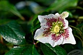 HELLEBORUS ORIENTALIS HARVINGTON SPECKLED