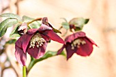 HELLEBORUS ORIENTALIS HARVINGTON REDS