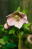 HELLEBORUS ORIENTALIS HARVINGTON PINK SPECKLED