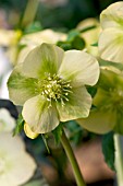 HELLEBORUS ORIENTALIS YELLOW