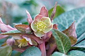 HELLEBORUS LIVIDUS