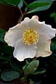 HELLEBORUS CHRISTMAS CAROL