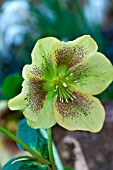 HELLEBORUS HARVINGTON YELLOW SPECKLED