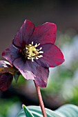 HELLEBORUS PURPURASCENS