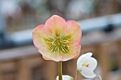 HELLEBORUS NIGER PRAECOX