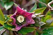 HELLEBORUS SNOWDON STRAIN