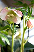 HELLEBORUS ORIENTALIS PINK