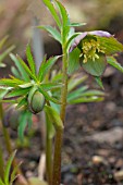 HELLEBORUS TORQUATUS