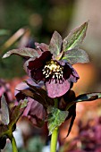 HELLEBORUS METALLIC PAINTED LADY