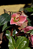 HELLEBORUS ANGEL GLOW