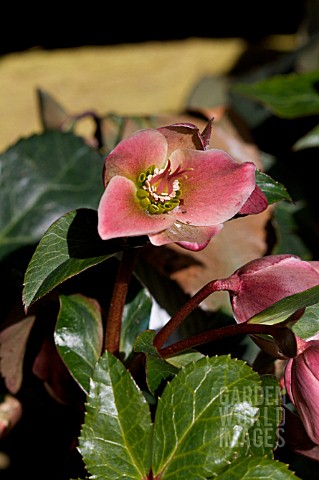 HELLEBORUS_ANGEL_GLOW