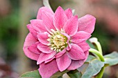 HELLEBORUS ORIENTALIS HARVINGTON DOUBLE PINK