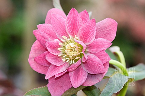 HELLEBORUS_ORIENTALIS_HARVINGTON_DOUBLE_PINK