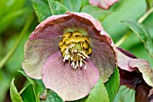 HELLEBORUS WINTER QUEEN