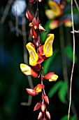 THUNBERGIA MYSORENSIS