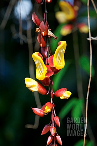 THUNBERGIA_MYSORENSIS