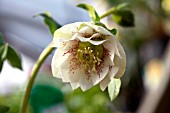 HELLEBORUS ORIENTALIS DOUBLE GUTTATUS WHITE