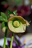 HELLEBORUS HARVINGTON APRICOTS