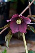 HELLEBORUS HILLIER HYBRID BURGUNDY