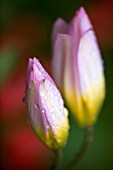 TULIPA SAXATILIS