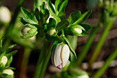 HELLEBORUS GREENTIPS