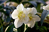 HELLEBORUS SNOW LOVE