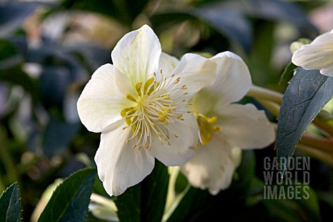 HELLEBORUS_SNOW_LOVE