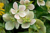 HELLEBORUS ORIENTALIS SSP.GUTTATUS