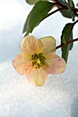 HELLEBORUS CHRISTMAS CAROL