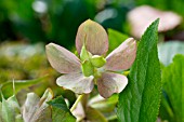 HELLEBORUS HYBRIDUS RED LADY