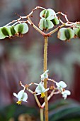 BEGONIA SOLI-MUTATA