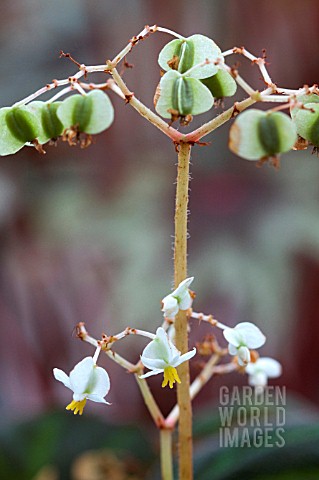 BEGONIA_SOLIMUTATA