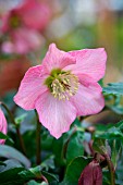 HELLEBORUS WALBERTONS ROSEMARY