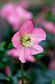 HELLEBORUS WALBERTONS ROSEMARY