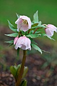 HELLEBORUS THIBETANUS