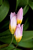 TULIPA BAKERI (LILAC WONDER)