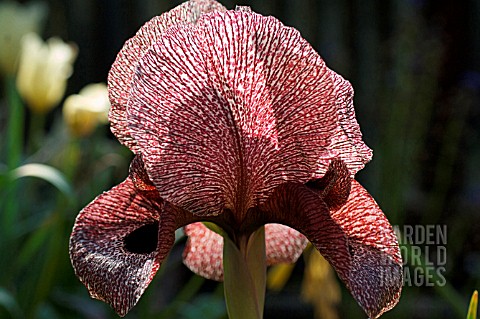 IRIS_IBERICA_SSP_LYCOTIS