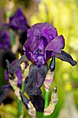 IRIS GERMANICA DEEP BLACK