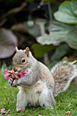 SCIURUS GRISEUS (GREY SQUIRREL) FEEDING ON PRIMULA