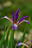 IRIS SONGARICA