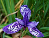 IRIS RUTHENICA