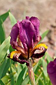 IRIS PUMILA PURPUREA