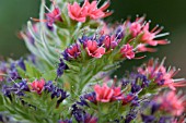 ECHIUM WILDPRETII