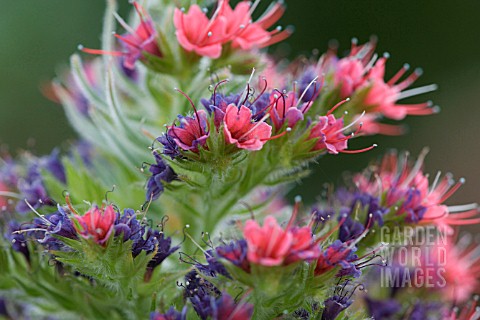 ECHIUM_WILDPRETII