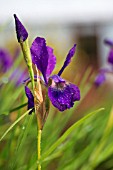 IRIS TYPHIFOLIA