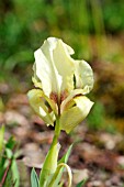 IRIS SUAVEOLENS