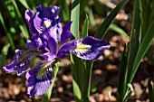 IRIS MISSOURIENSIS