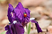 IRIS PUMILA PURPUREA